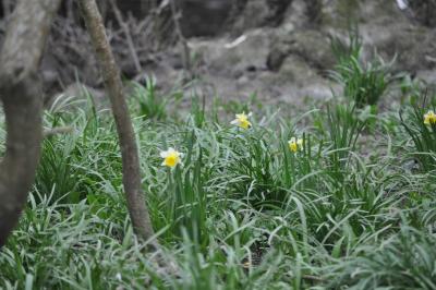 <i>Narcissus pseudonarcissus</i>