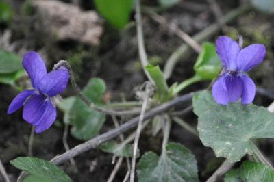 <i>Viola odorata</i>