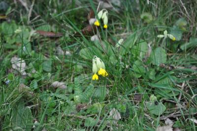 <i>Primula veris</i>