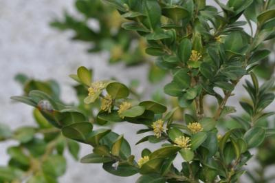 <i>Buxus sempervirens</i>