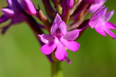 <i>Anacamptis pyramidalis</i>