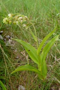 <i>Epipactis helleborine</i>