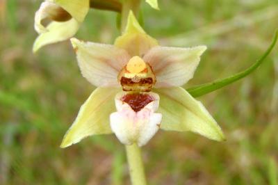 Epipactis helleborine