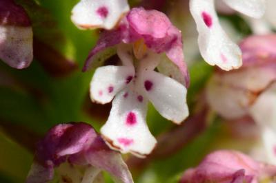 <i>Neotinea ustulata</i>