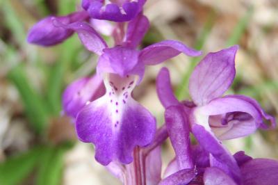 <i>Orchis mascula</i>