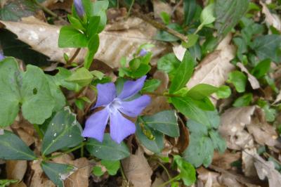 <i>Vinca minor</i>