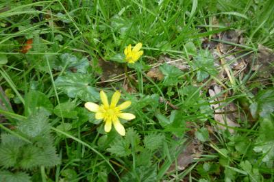 <i>Ficaria verna</i>