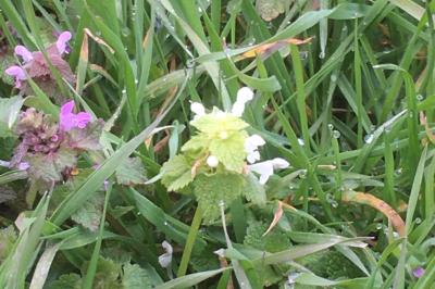 <i>Lamium purpureum</i>