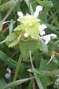 <i>Lamium purpureum</i>
