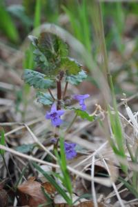 <i>Glechoma hederacea</i>