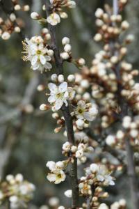 <i>Prunus spinosa</i>