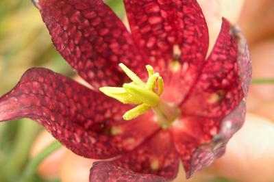 <i>Fritillaria meleagris</i>