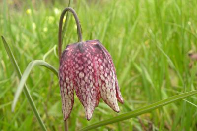 <i>Fritillaria meleagris</i>