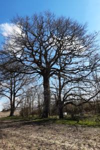 <i>Quercus petraea</i>