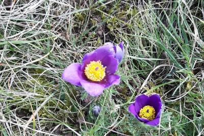 <i>Pulsatilla vulgaris</i>