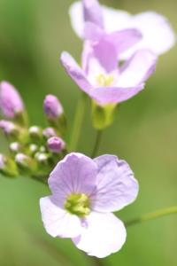 <i>Cardamine pratensis</i>