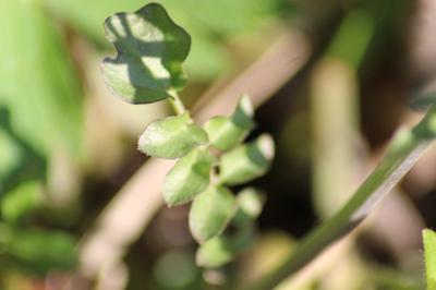 <i>Cardamine pratensis</i>