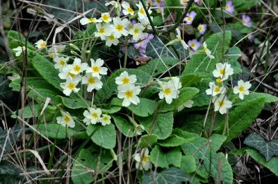 <i>Primula x polyantha</i>