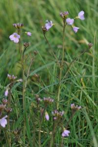 <i>Cardamine pratensis</i>