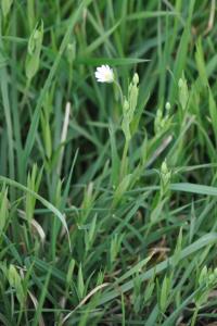 <i>Rabelera holostea</i>