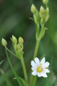 <i>Rabelera holostea</i>
