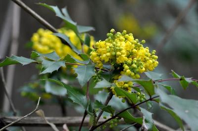 <i>Berberis aquifolium</i>