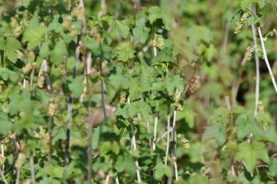 <i>Ribes rubrum</i>