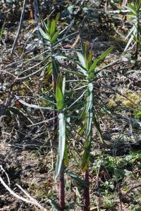 <i>Euphorbia lathyris</i>