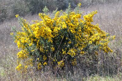 <i>Ulex europaeus</i>