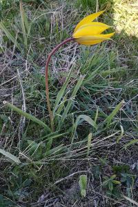 <i>Tulipa sylvestris</i>