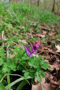 <i>Corydalis solida</i>
