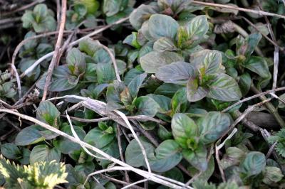 Mentha aquatica