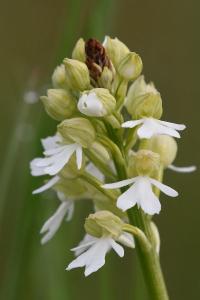 <i>Orchis purpurea</i>