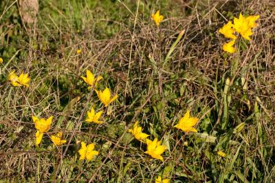 <i>Tulipa sylvestris</i>