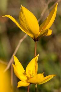 <i>Tulipa sylvestris</i>