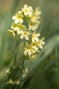 <i>Primula elatior</i>