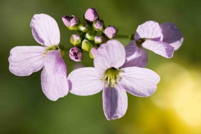 <i>Cardamine pratensis</i>