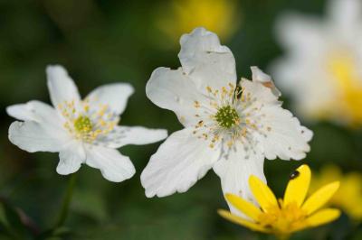 <i>Anemone nemorosa</i>