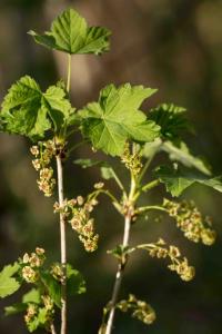 <i>Ribes rubrum</i>