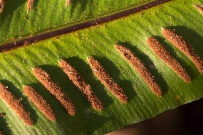Asplenium scolopendrium