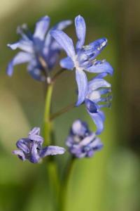 <i>Scilla bifolia</i>
