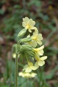<i>Primula elatior</i>