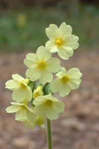 <i>Primula elatior</i>