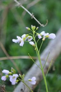 <i>Cardamine pratensis</i>