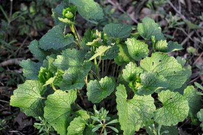 <i>Alliaria petiolata</i>