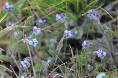 Myosotis arvensis