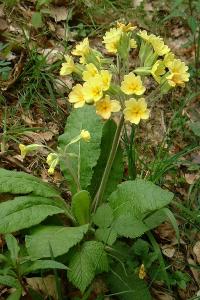 <i>Primula x polyantha</i>