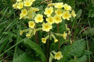 <i>Primula x polyantha</i>