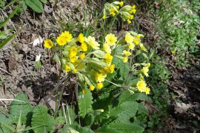 <i>Primula x polyantha</i>
