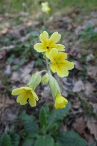 <i>Primula x polyantha</i>